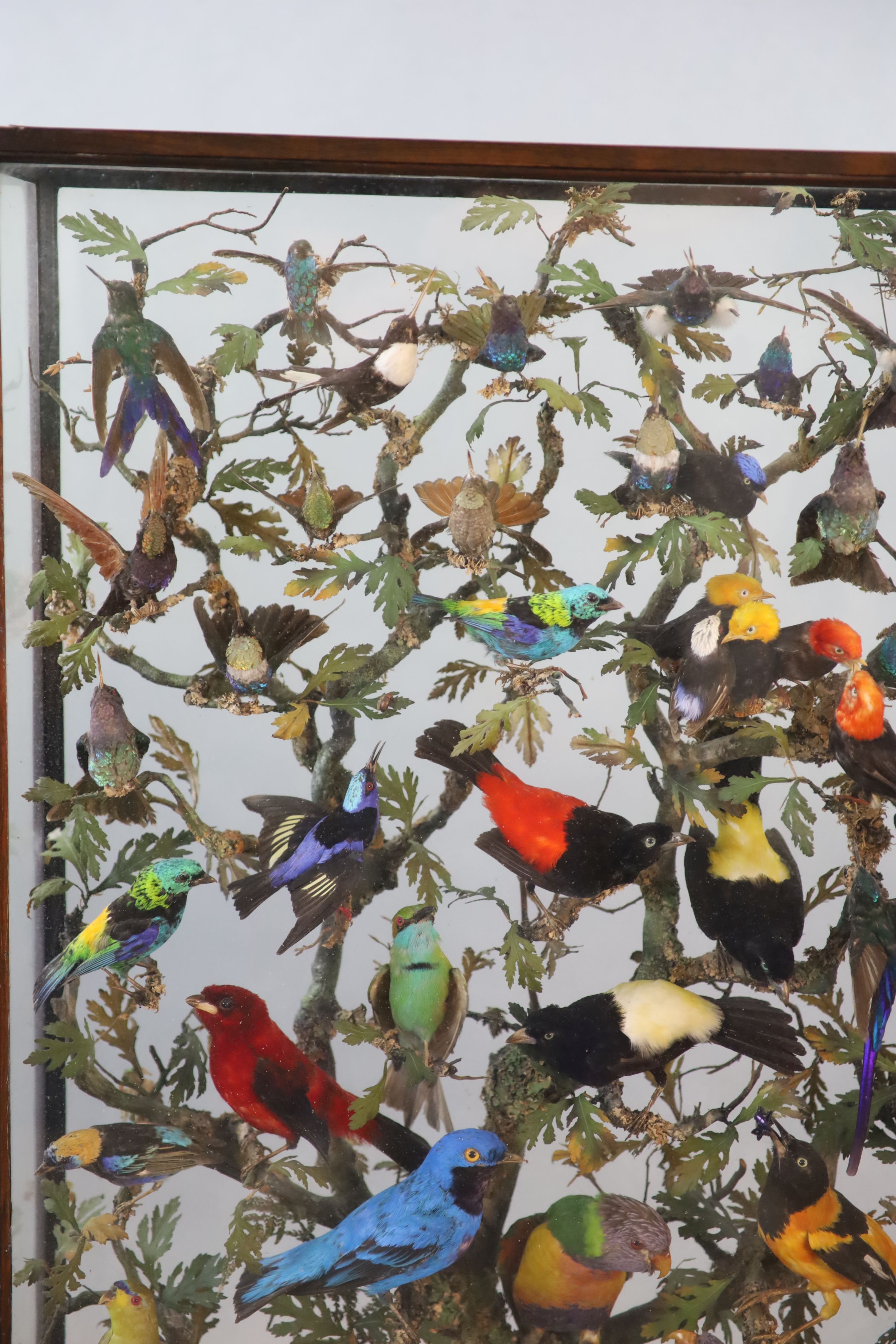 A large and impressive arboreal taxidermy arrangement, 19th century 72cm wide, 14cm deep, 137cm high (maximum)